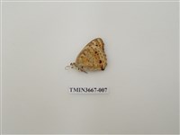 藏品(蛺蝶科(1))的圖片